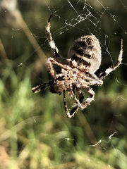 Hortophora biapicata