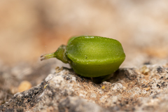 Smyrnium creticum