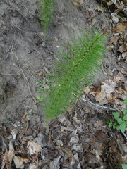Equisetum telmateia telmateia