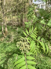 Sorbus aucuparia