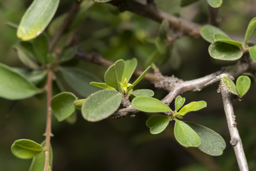 Image of Rhamnus pichleri by (c) Eleftherios Katsillis, some rights reserved (CC BY)