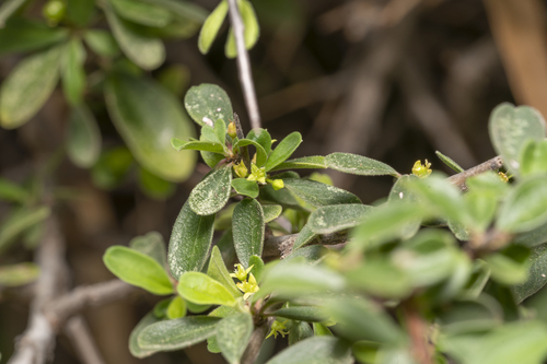 Image of Rhamnus pichleri by (c) Eleftherios Katsillis, some rights reserved (CC BY)