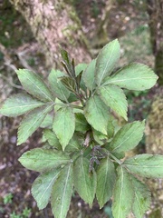 Sambucus nigra