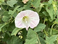 Calystegia hederacea