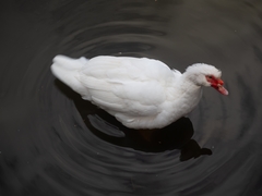 Cairina moschata domestica
