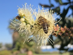 Apis mellifera