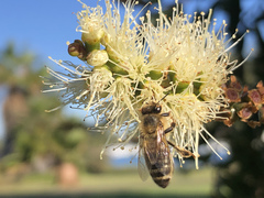 Apis mellifera