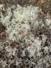 Cladonia portentosa