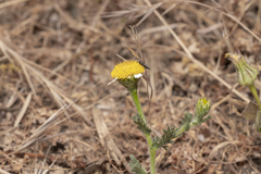 Anthemis rigida