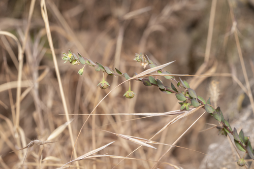 Andrachne telephioides (Andrachne telephioides)