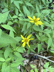 Heliopsis gracilis
