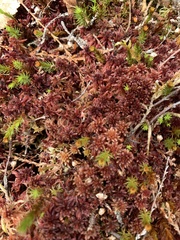 Sphagnum