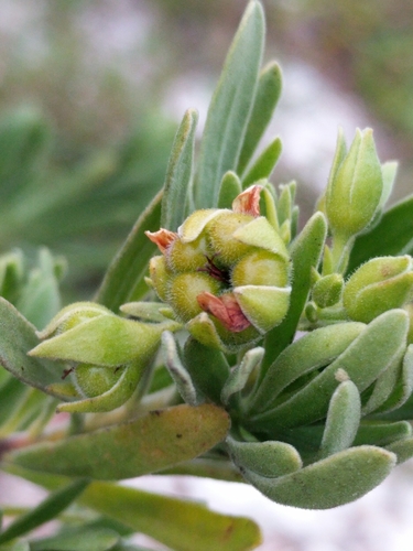 Baycedar
