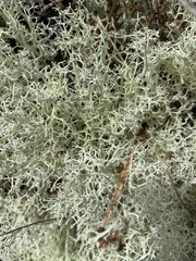 Cladonia portentosa
