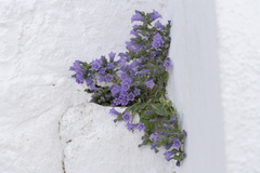 Campanula hagielia