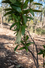 Correa glabra glabra