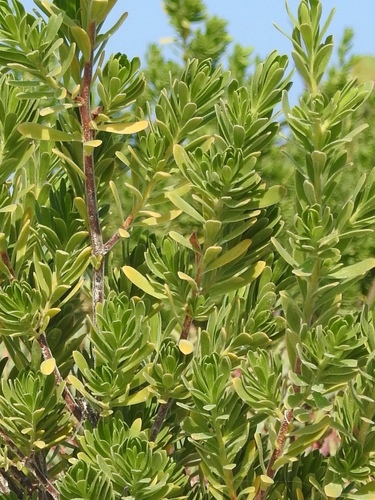 Baycedar