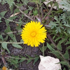 Taraxacum officinale