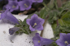 Campanula hagielia