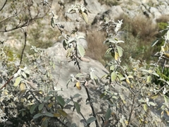 Buddleja marrubiifolia