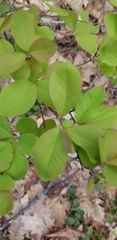 Amelanchier bartramiana