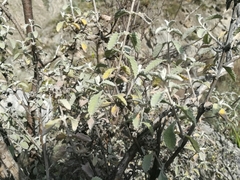 Buddleja marrubiifolia