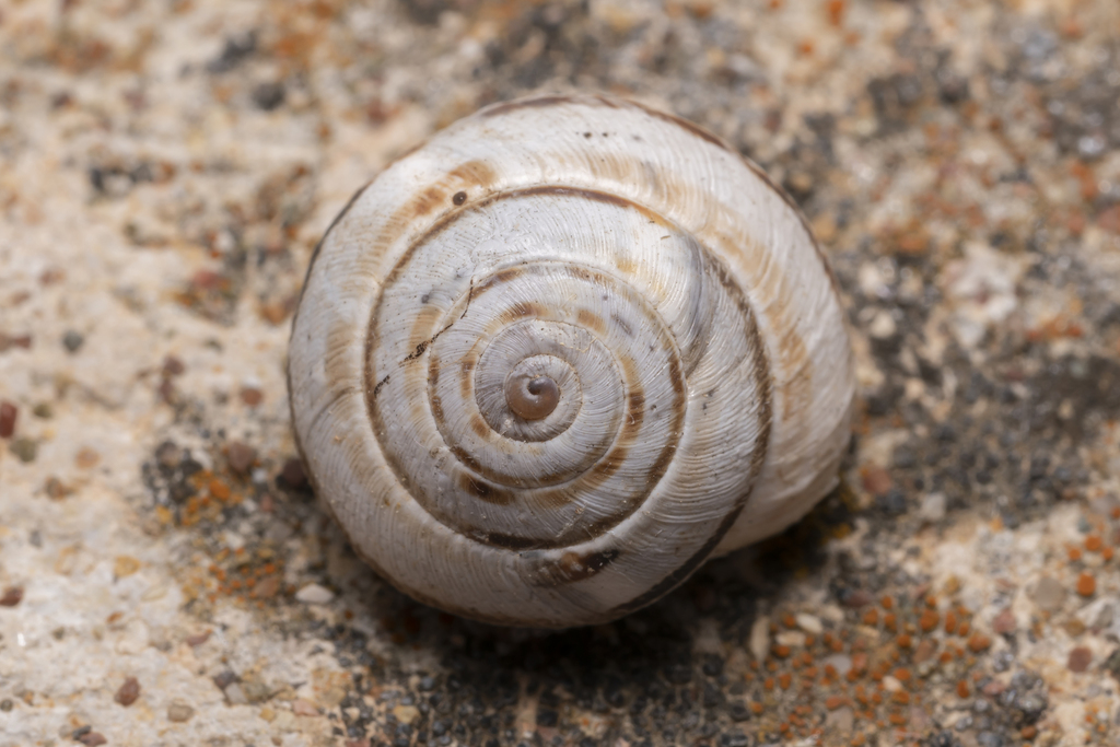 Geomitridae