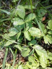 Chaerophyllum aromaticum