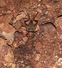 Teleogryllus mitratus