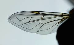 Helophilus hochstetteri