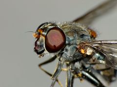 Helophilus hochstetteri