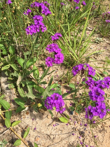 Verbena rigida