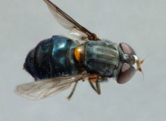 Helophilus hochstetteri