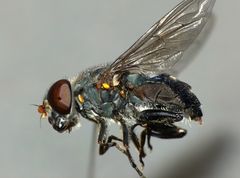 Helophilus hochstetteri