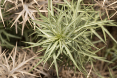 Eryngium glomeratum