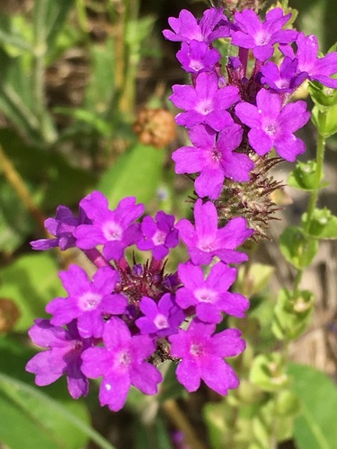 Verbena rigida