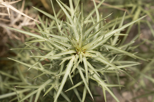 Image of Eryngium glomeratum by (c) Eleftherios Katsillis, some rights reserved (CC BY)