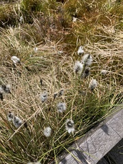 Eriophorum vaginatum