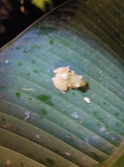 Diasporus hylaeformis
