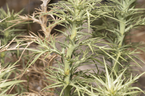 Image of Eryngium glomeratum by (c) Eleftherios Katsillis, some rights reserved (CC BY)