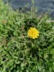 Hypochaeris radicata