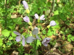 Cardamine bulbifera
