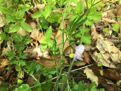 Cardamine bulbifera