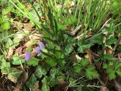 Cardamine bulbifera