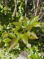 Cotoneaster lucidus