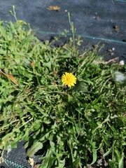 Hypochaeris radicata