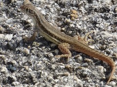 Leiocephalus raviceps