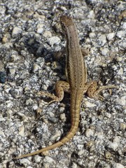 Leiocephalus raviceps