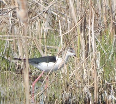 Himantopus himantopus