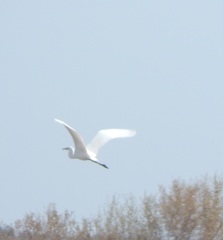 Ardea alba